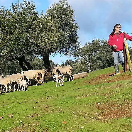 La Carnicera Constantina