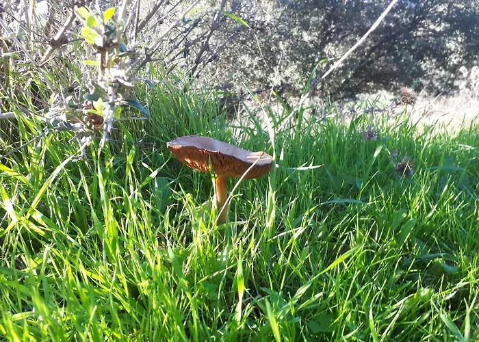 Hotel La Carnicera 3*